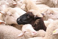 Sheep of La transhumancia