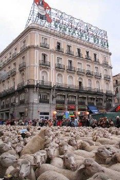 La transhumancia passes below the famous Tio Pepe in Sol